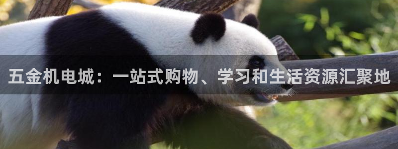 云顶国际服名字不可用